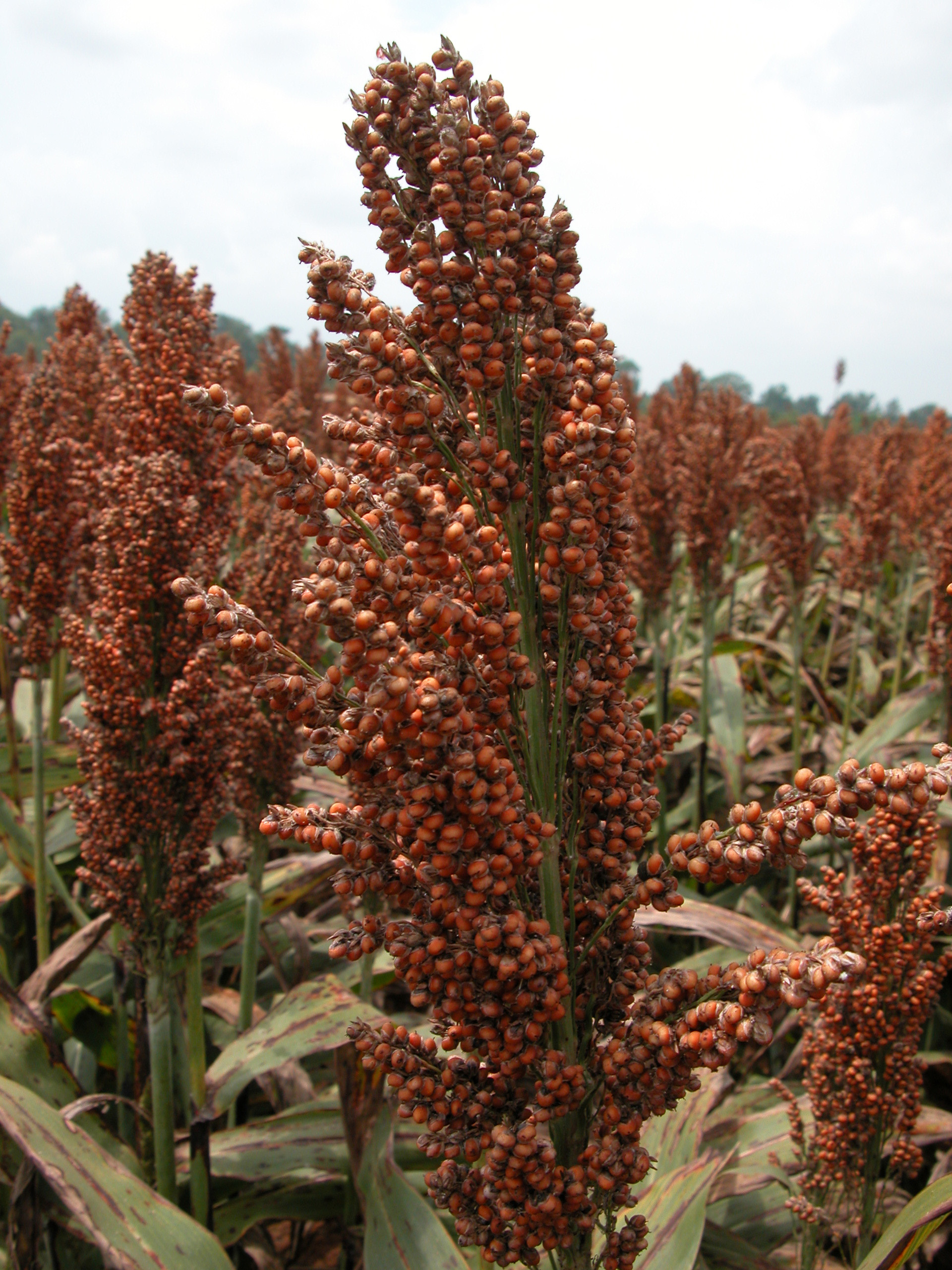 Grain sorghum symposium set for Nov. 7 in Mansura 